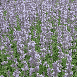 Котовник Фассена Gletschereis