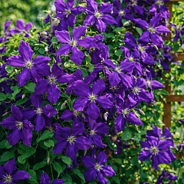 Клематис Jackmanii