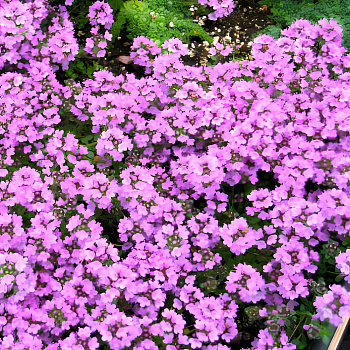 Тимьян (Чабрец, Чабер) ползучий Pink Chintz