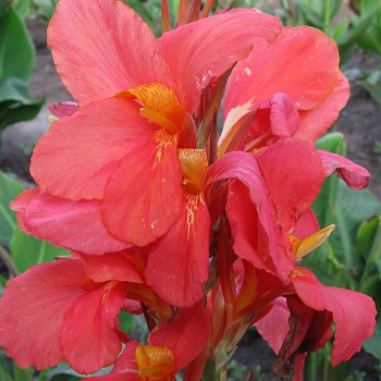 Канна зеленолистная Миссис Оклахома