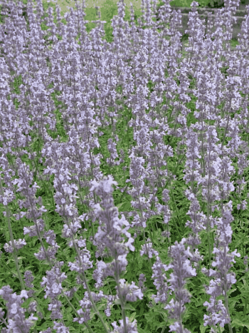 Котовник Фассена Gletschereis