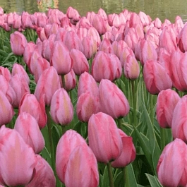 Тюльпан пестролистный Design Impression