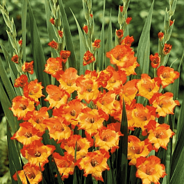 Гладиолус Princess Margret Rose