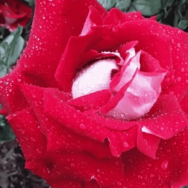 Роза штамбовая Alliance