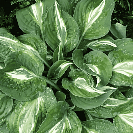 Хоста Snake Eyes