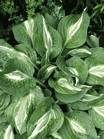 Хоста Snake Eyes