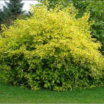 Дерен белый Ауреа