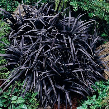 Офиопогон плоскострелый Нигер