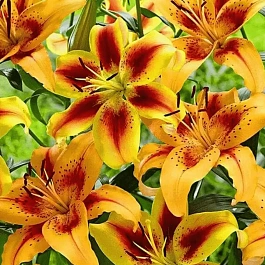 Лилия Hotel California