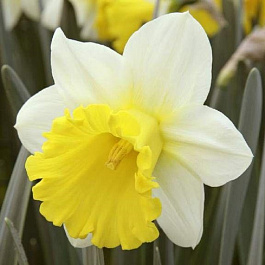 Нарцисс трубчатый Гоблет