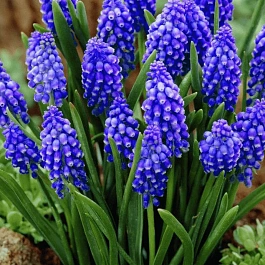 Мускари Armeniacum