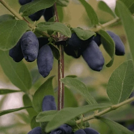 Жимолость Челябинка