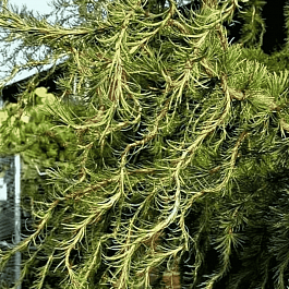 Лиственница европейская Diana