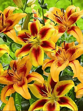 Лилия Hotel California