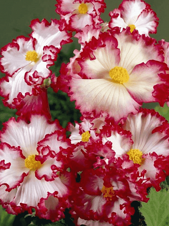 Бегония Crispa White/Red
