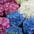 Гортензия крупнолистная Mix