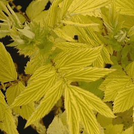 Лабазник вязолистный Aurea