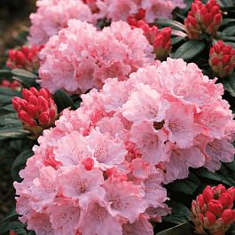 Рододендрон гибридный Wladyslaw Lokietek