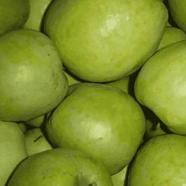 Яблоня Синап Белорусский