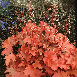 Гейхера Peach Flambe