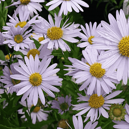 Калимерис юмена Shogun