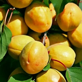 Абрикос Лель