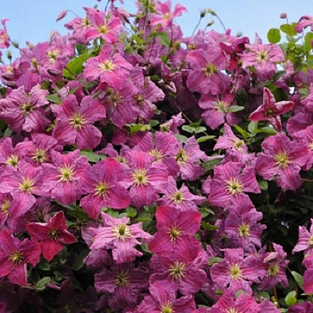 Клематис крупноцветковый Мазурек