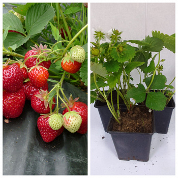 Земляника садовая Хоней НАБОР 3ШТ