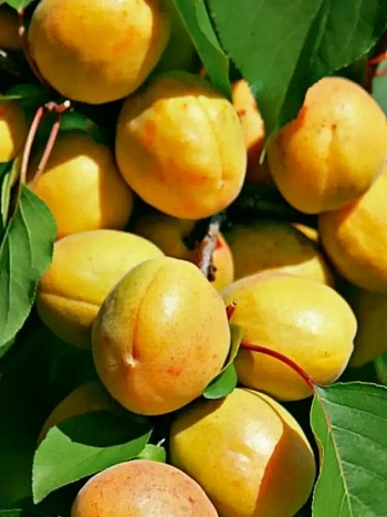 Абрикос Лель