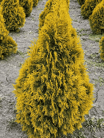 Туя западная Jantar