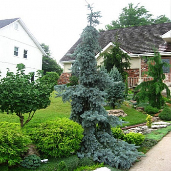 Ель колючая Glauca Pendula
