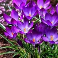 Крокус Ботанический Ruby Giant