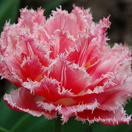 Тюльпан бахромчатый Криспион Лав