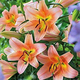 Лилия ОТ-гибрид Зелмира НАБОР 2ШТ (2+2)