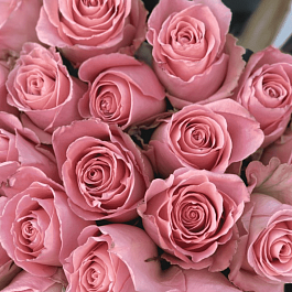 Роза чайно-гибридная Hermosa