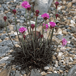 Армерия приморская Vesuvius