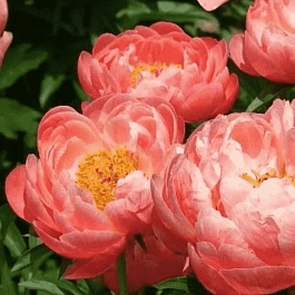 Пион Молочноцветковый Coral Supreme