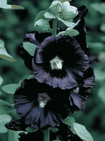 Мальва розовая Nigra