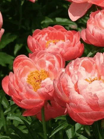 Пион Молочноцветковый Coral Supreme