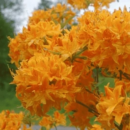 Азалия гибридный Golden Lights