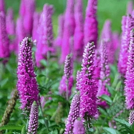 Вероника гибридная Atomic Amethyst Ray