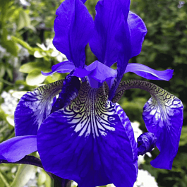 Ирис сибирский Blue King