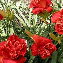 Лилейник Moses Fire