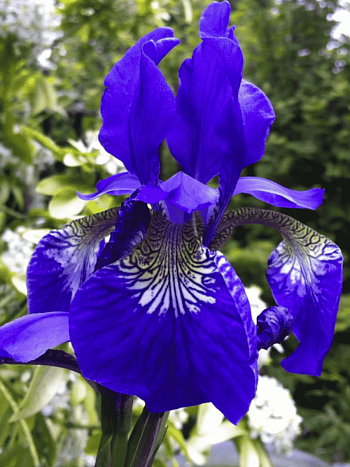 Ирис сибирский Blue King