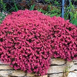 Аубриета (Обриета) дельтовидная Cascade Red