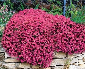 Аубриета (Обриета) дельтовидная Cascade Red