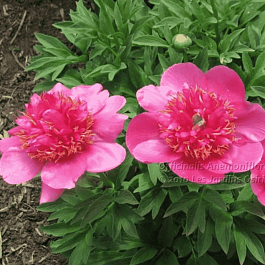 Пион лекарственный Anemoneflora