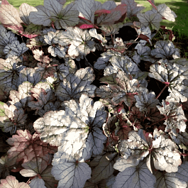 Гейхера World Caffe Corretto