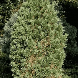 Сосна кедровая Stricta