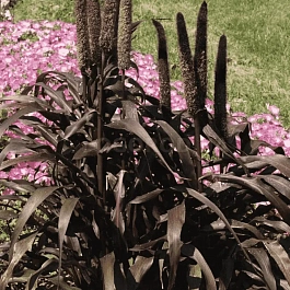 Пеннисетум Purple Baron